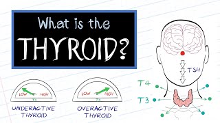 What is Thyroid Disease HealthSketch [upl. by Gilford]