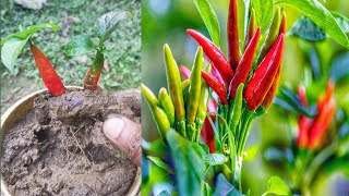 Simple method propagate pepper chilli with brinjal how to grow chilli tree from chilli [upl. by Massie343]