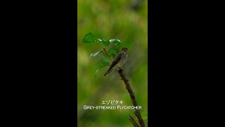 エゾビタキ Greystreaked Flycatcher [upl. by Damle]