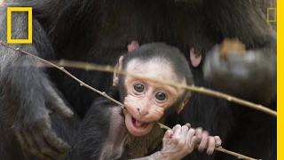 Get to Know These Cute Baby Monkeys  National Geographic [upl. by Glennon]