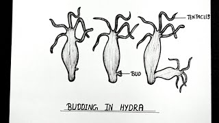 How to draw budding in hydra easily Step by step [upl. by Greenburg]