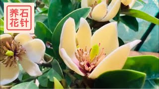 含笑开花  分享养护的一点小经验  Magnolia figo Michelia figo Banana shrub [upl. by Sudhir392]