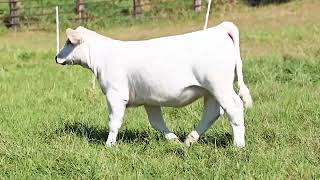 Tag 7 Coudron Charolais [upl. by Pavia71]