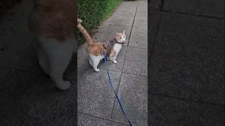 Beaker walkies tonight catdrama [upl. by Galer]