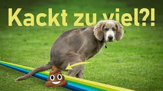 Warum wir über Hundekacke reden müssen [upl. by Imim]