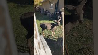 Mr Deer Is Back cat feral [upl. by Bigod]