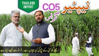 Super Napier Grass CO5  Best Seed Selection amp Cultivation Process  Dairy Farming [upl. by Pfeffer]