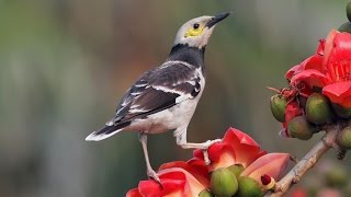 Blackcollared starling Forest songbirds Gracupica nigricollis [upl. by Shaughnessy]