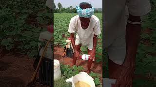 Cotton Fertilizer mixing🍀farming farmer fertilizer cotton landscape cows raithunestham raju [upl. by Norrej]