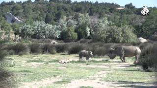 Première sortie de Martha femelle Rhinocéros blanc née à la Réserve Africaine de Sigean [upl. by Atinna]