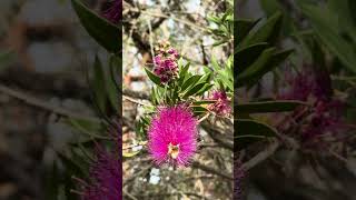 Magenta purple callistemon in bloom bottlebrush myrtaceae spring shorts nativeflora [upl. by Annaili96]