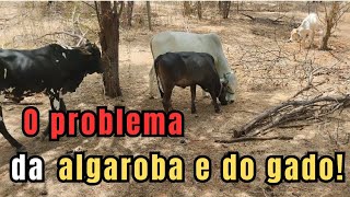 O problema da algaroba e do gado agropecuária gado pecuaria [upl. by Osnofledi62]