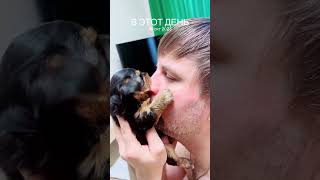 love yorki myfamily puppy yorkies yorkiesofig pets yorkie [upl. by Aihcrop481]