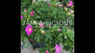 Rosa rugosa JamaLicious [upl. by Aetnuahs]