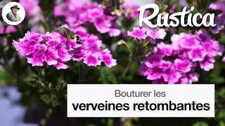 Bouturer la verveine retombante [upl. by Yendyc]