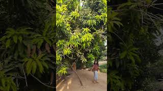 Jackfruit Farm in Sohar [upl. by Rayshell658]