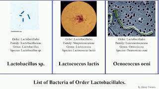 List of Bacteria of Order Lactobacillales streptococcus lactobacillus pneumoniae canis pyogenes [upl. by Meehyr]