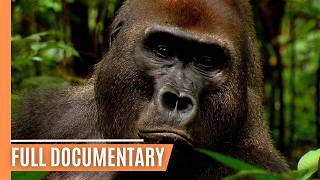 Going Ape  The Fascinating World of Primates  Full Documentary [upl. by Jaymie]