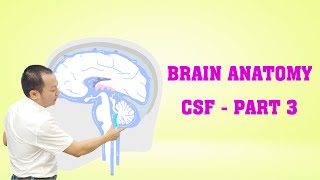 Brain Anatomy  CSF  Part 3 brainanatomy [upl. by Mei]