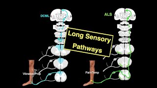 Long sensory pathways [upl. by Everara]