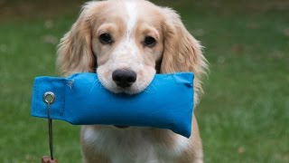 quotTed Camquot  Working Cocker Spaniel Puppy Steadiness Training [upl. by Anesor]