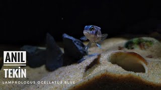 Lamprologus Ocellatus Blue [upl. by Garcia]