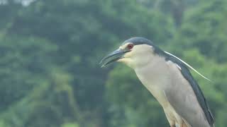 😎😎Night Heron at 42 mouza😱😱 [upl. by Nilkoorb]