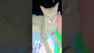 Cute cat Hindi song Melenge ham nahi🐈🤣👋 [upl. by Bertrando]