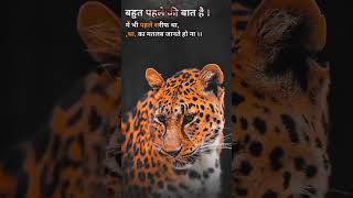 Attitude shayri line tiger shayri Ravisingh6061 motivation lionattitudequotes attitudemusic [upl. by Rhianon176]