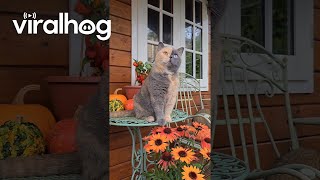 Domino Cat Watches Birds in the Garden  ViralHog [upl. by Anavlys]