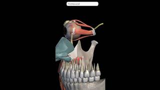 Extraocular Muscles 3D Anatomy  Recti amp Oblique Muscles of eyeball  Annulus Of Zinn  Eye Trochlea [upl. by Carin]