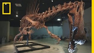 Bigger Than T rex Spinosaurus  National Geographic [upl. by Atnahc]