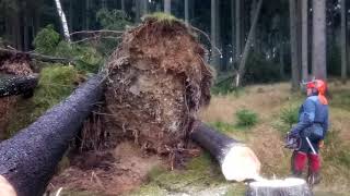 Very Dangerous tree felling Chainsaw Husqvarna 560 XP  Storm Herwart Europe [upl. by Loresz124]