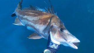 Spearfishing Giant Boarfish in Sydney [upl. by Occer314]