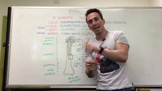 Bony Tissue  Anatomy of a Long Bone [upl. by Enineg689]