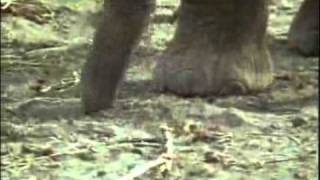 African elephant video Loxodonta africana 11 [upl. by Eillime]