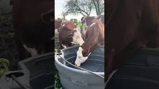 Vaches Se Battent Pour L’Eau [upl. by Shyamal]