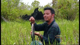 JEJAK PETUALANG  MEMBURU TANGKAPAN LIAR CARA TRADISIONAL 200618 23 [upl. by Yrellav]