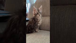 Maine Coon kittens Athena’s kittens Silver Tabby Black Smoke [upl. by Tacita]