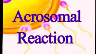 Acrosomal Reaction I Acrosomal Process I proteolytic enzymes I Bindin I RhoB I ResactI Golgi Complex [upl. by Eijneb]