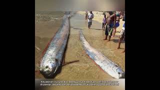 OARFISH sang pembawa bencana❗️ [upl. by Oaks]