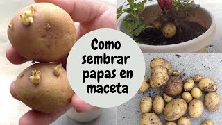 COMO SEMBRAR PAPAS EN MACETA  HOW TO GROW POTATOES IN POT [upl. by Sundberg]