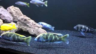 African cichlid update black sand substrate [upl. by Johanan]