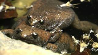 Frogs Amplexus [upl. by Notwal730]