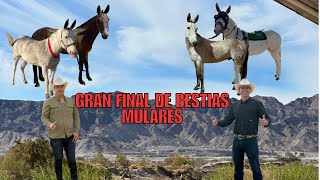 Gran final de Bestias Mulares en Mexicali BC [upl. by Annayd]