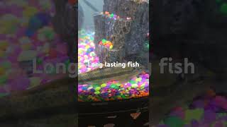 Long lasting sucker fishyoutubeshortsfishfishtank [upl. by Ynneg254]