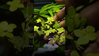 Lowtech plants✅for your☘️aquarium  planted tank aquarium tank [upl. by Ara586]