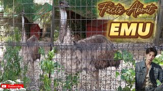 Facts About EMU [upl. by Akirrehs]