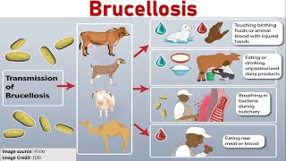 Brucellosis Awareness Protecting Your Health  Livestock  Zoonosis  Meat amp Dairy Products [upl. by Jonati68]