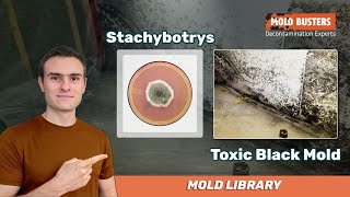 🦠 Stachybotrys  📚Mold Library  Mold Busters [upl. by Ifen]